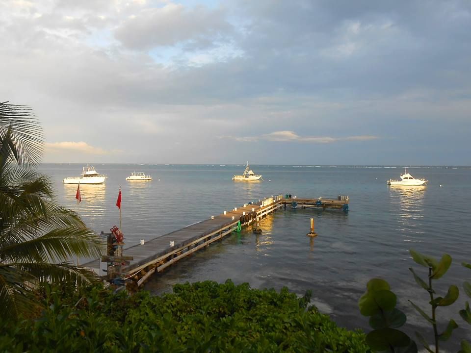 Wooden dock reaching into calm water at dusk with palm fronds in the foreground