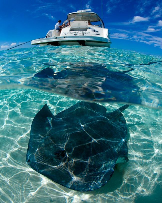 Southern stingray gliding over white sand beneath a boat at anchor